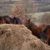 blagoslovitev, konj, štefanovo