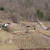 vino001.jpg
