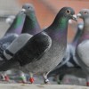 cven, miha-sovič, golobi-pismonoši, golobica-marjana