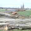 melinci, drevored, podiranje, topoli