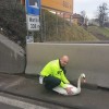 labod na cesti