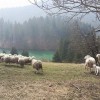 ovce_nad_reskim_jezerom.jpg
