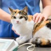 veterinar, mačka, simbolična