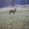 pomlad, pomladno-prebujanje, narava