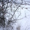 img_1829_000.jpg