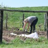 murska-sobota, vrtičkarji, vrt, samooskrba, zelenjava