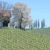 jeruzalem, vinograd, kmetijstvo