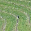 jeruzalem, vinograd, kmetijstvo,SIMBOL