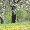 jeruzalem, vinograd, kmetijstvom,SIMBOL