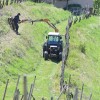 jeruzalem, vinograd, kmetijstvo,SIMBOL