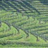 jeruzalem, vinograd, kmetijstvo