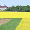kmetijstvo, oljna-repica, oljna-ogrščica