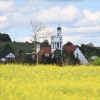 kmetijstvo, oljna-repica, oljna-ogrščica