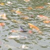 boračeva, zoo-sikalu, živali, živalski-vrt