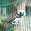 boračeva, zoo-sikalu, živali, živalski-vrt
