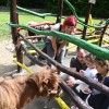 boračeva, zoo-sikalu, živali, živalski-vrt