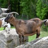 boračeva, zoo-sikalu, živali, živalski-vrt