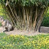 boračeva, zoo-sikalu, živali, živalski-vrt