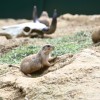 boračeva, zoo-sikalu, živali, živalski-vrt