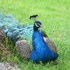 boračeva, zoo-sikalu, živali, živalski-vrt