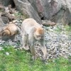 boračeva, zoo-sikalu, živali, živalski-vrt