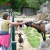 boračeva, zoo-sikalu, živali, živalski-vrt