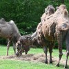 boračeva, zoo-sikalu, živali, živalski-vrt