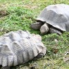 boračeva, zoo-sikalu, živali, živalski-vrt
