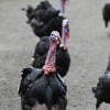 boračeva, zoo-sikalu, živali, živalski-vrt