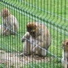 boračeva, zoo-sikalu, živali, živalski-vrt