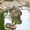 boračeva, zoo-sikalu, živali, živalski-vrt