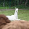 boračeva, zoo-sikalu, živali, živalski-vrt