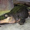saturn, aligator, hitlerjev-aligator
