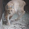 ris_boris_andrea_gazzola_life_lynx.jpg