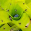 Plantella6-jul20.jpg