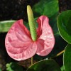 flamingovec