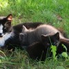 2009_08_28_mucki__8__1.jpg