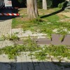 metasekvoja, murska-sobota, družina-kovač, odstranjevanje-vej