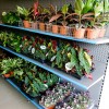 Džungla plants