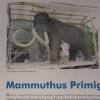 _zzzzzzzzmamut__1_.jpg