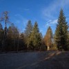 smreka_039.jpg
