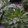Rastlina pozimi