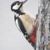 1__dendrocopos_major_veliki_detel_cerckova_2017_02_09__2_.jpg