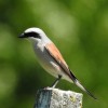 4__lanius_collurio_2017_05_19.jpg