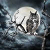sova luna
