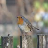 dsc_0220.jpg