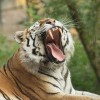 sibirski-tiger-vito