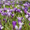 crocus-3226433_1920.jpg