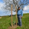 sajenje-sadnih-dreves, krajinski-park-goričko, goričko, drevesa