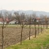 _drevored_bobovca_gregovce.jpg